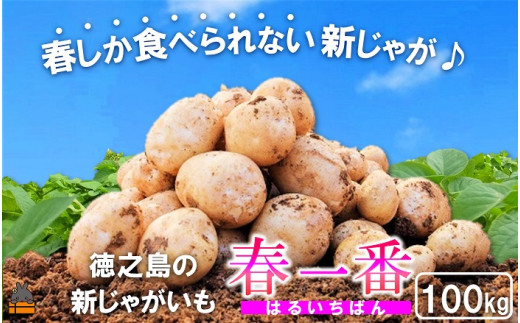 339《今が旬！》～春しか食べられない 新じゃが～徳之島プレミアムブランド”春一番新じゃがいも”（100kg） ( バレイショ 野菜 旬 春 JA 徳之島 奄美 鹿児島 肉じゃが カレー じゃがバター 美味しい 人気 オススメ JA )
