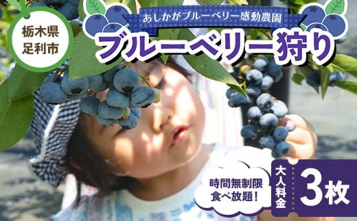 ブルーベリー狩り 時間無制限食べ放題 大人料金3枚 体験 イベント 栃木県足利市 F7Z-1347