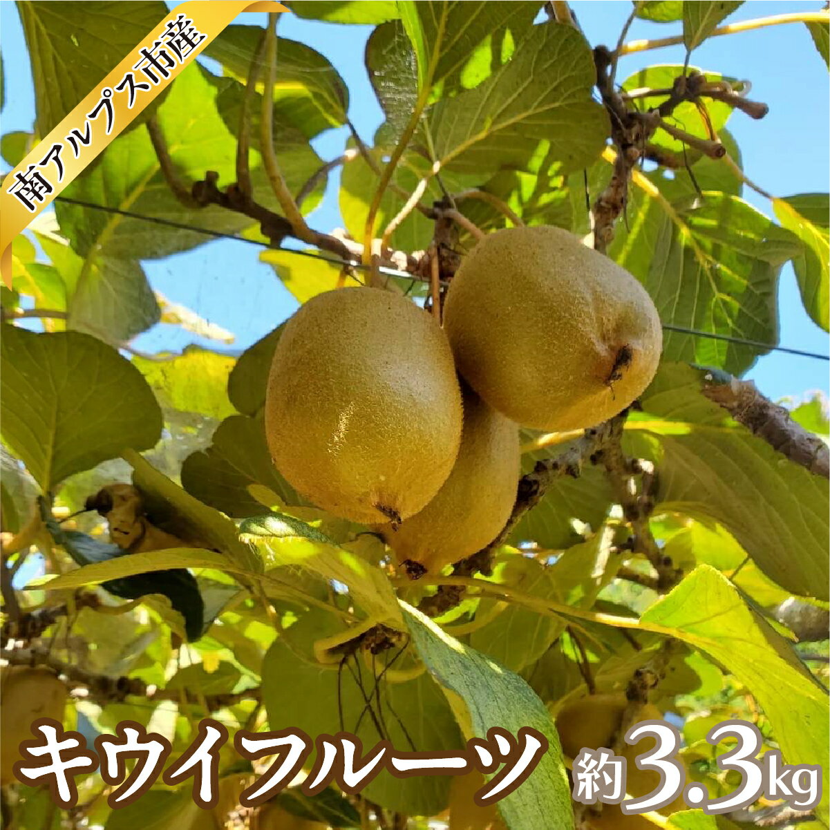 【ふるさと納税】【2026年度先行予約】キウイフルーツ 3.3kg ALPAJ070 ふるさと納税 キウイ キウイフルーツ 果物 フルーツ おすすめ 山梨県 南アルプス市 送料無料