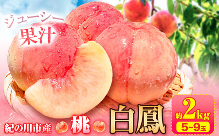 【先行予約】桃 白鳳 紀の川市産 約2kg(5-9玉) 紀農人株式会社《2026年6月末-8月上旬頃出荷》 和歌山県 紀の川市 果物 フルーツ 桃 もも モモ 旬