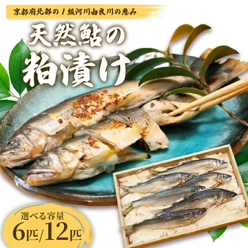 【ふるさと納税】天然鮎の粕漬け 6匹/12匹 【 由良川漁協 あゆ 鮎 アユ 魚 魚介 川魚 海鮮 漬け魚 粕漬け 酒粕 天然 大人 贅沢 おつまみ 酒の肴 珍味 舞鶴 京都 】