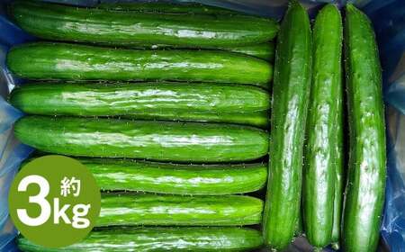 岩手にのへきゅうり【厳選品・Ａ品】3kg 【2026年7月中旬から2026年9月下旬発送予定】／きゅうり キュウリ 胡瓜 野菜 A品 新鮮 採れたて 直送 夏野菜 お取り寄せ 贈答用 ギフト 旬 産直 産地直送 二戸市 岩手県 漬物 国産