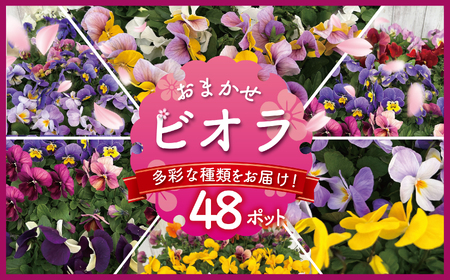 ビオラ おまかせ 48ポット 【花苗】