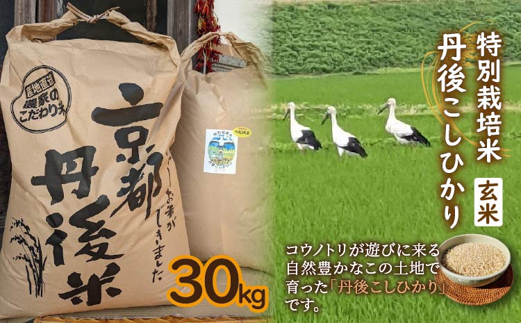 【先行予約】令和7年産　丹後こしひかり　玄米30kg　【特別栽培米】新米　KU00052