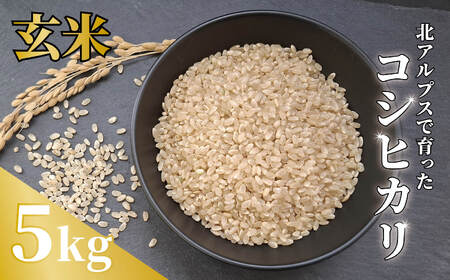 《令和7年産・新米》農家こだわりのコシヒカリ 5kg【玄米】 /長野県白馬村産 2025年産 米 コメ 白米 玄米 精米後発送 2014年特別最高金賞受賞 コンクール受賞 お米 ご飯 ごはん 送料無料【B0080658】