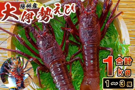 房州産大伊勢えび　約1kg  mi0014-0003