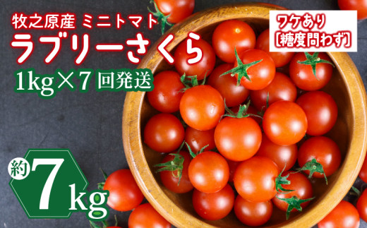ミニトマト 7kg (1kg × 7回) フルーツ トマト ラブリーさくら うまたま 訳あり 予約 受付 発送 選べる 容量 発送 回数 国産 野菜 フルーツ 甘い 静岡県 牧之原市 山本農園