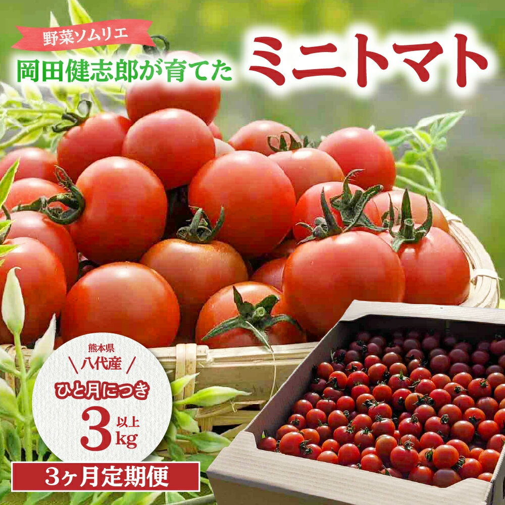 【ふるさと納税】【先行予約】【定期便3回】 野菜ソムリエ岡田健志郎が育てた　ミニトマト3kg以上 定期便 トマト 野菜 熊本県産 新鮮 サラダ やさい とまと 八代市産 九州 送料無料 【2025年12月上旬より順次発送】