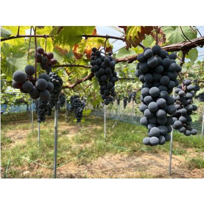 ふるさと納税 平群町 信貴山麓ワイン 750ml |  | 01