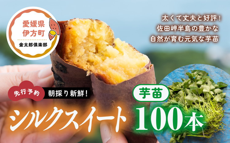 
【順次発送可能】朝採り新鮮！シルクスイート 芋苗（100本）| さつまいも サツマイモ 家庭菜園 ※2024年5月下旬～8月初旬頃に順次発送予定
