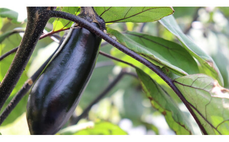 先行予約 農家直送！ 茄子1.5kg(9本前後) 黒福 なす 茄子