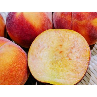 ふるさと納税 長野市 【2027年度先行予約】訳あり長野市産ワッサー希少品種10kg 産地直送 |  | 01