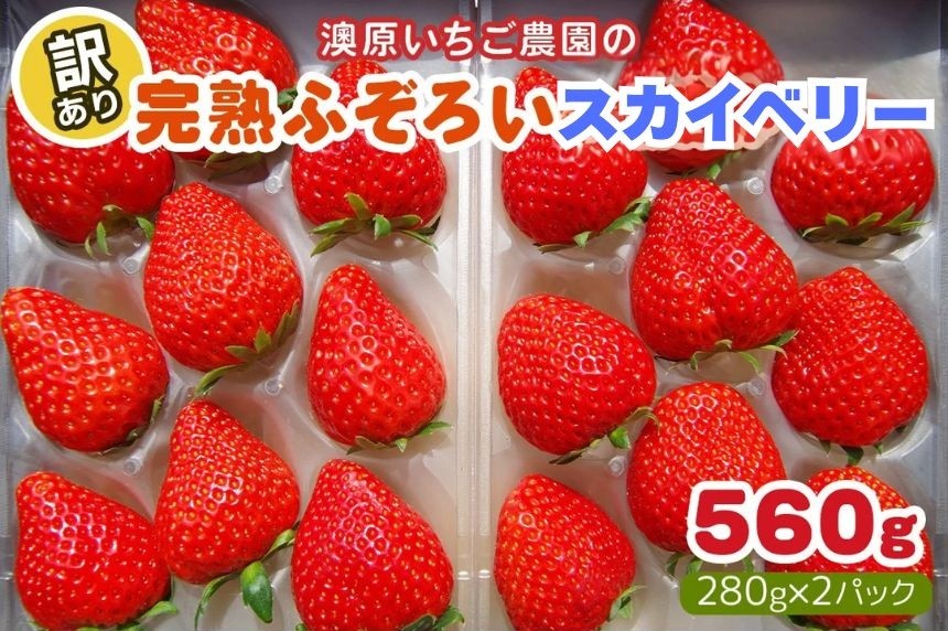 
            訳あり粒不揃い スカイベリー 560g (280g×2P)《1月上旬～4月の期間で発送》 澳原いちご農園  | いちご 苺 イチゴ フルーツ 果物 産地直送 栃木県産
          