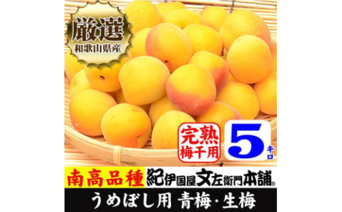 南高梅【完熟】黄色5kg 大サイズ 梅干用フレッシュ青梅 (生梅) ／紀伊国屋文左衛門本舗