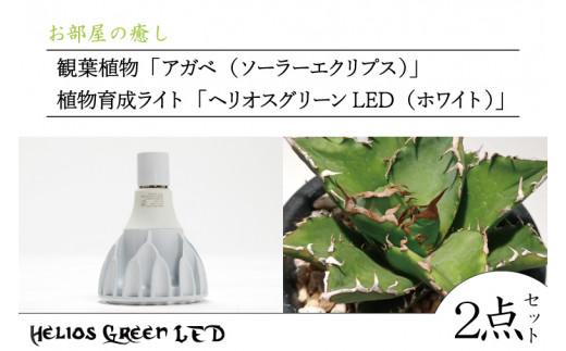 
BN029　お部屋の癒し　観葉植物「アガベ（ソーラーエクリプス）」と植物育成ライト「ヘリオスグリーンLED（ホワイト）」の2点セット
