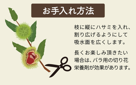 【先行予約】季節の花材 栗枝 1本（約35～38cm）【2025年9月下旬以降順次発送】/ 奥能登 能登半島 フラワーアレンジ ブーケ 花束 生け花 華道 花 お花 能登栗 栗 くり 送料無料