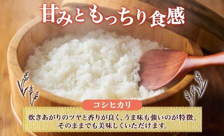 <先行予約>令和7年産 コシヒカリ 風さやか 無洗米 各5kg 長野県産 米 白米 精米 お米 ごはん ライス 甘み 農家直送 産直 信州 人気 ギフト 時短 お取り寄せ 平林農園 送料無料 長野県