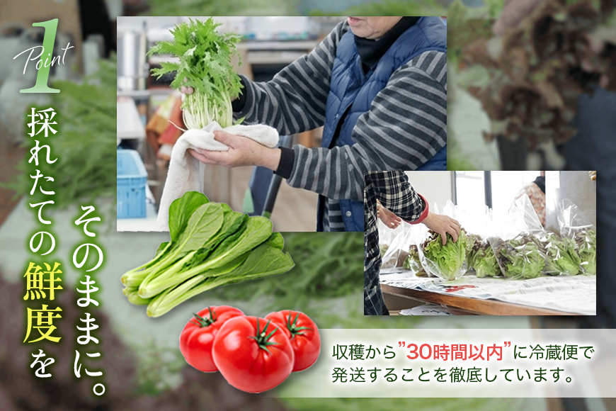 安芸高田市の小さな農家がお届けするふるさと旬野菜セット 野菜類 詰合せ やさい 