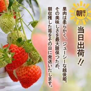 【先行予約 苺】 越後姫3L～2L 24粒 or 30粒  新発田市 苺 sugai002_01