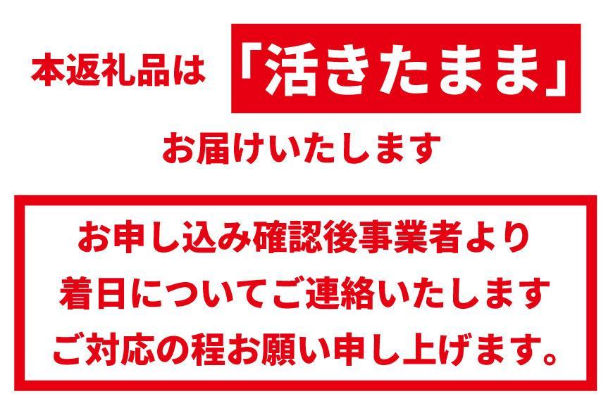 【訳あり】天然 活伊勢海老 約2kg（ 5～10尾 大きさ 不揃い ）南紀黒潮イセエビ 年末年始 お正月 お届け可｜ 期間限定 漁師直送 海鮮 海老 とれたて 人気