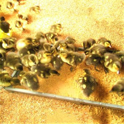 ふるさと納税 竹田市 竹田市産 愛鴨米 白米 5kg |  | 02