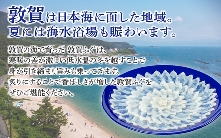 ＜先行予約＞【11月発送】フグ 敦賀ふぐ鍋てっさセット（4～5人用） 【冷蔵 ふぐ刺し 河豚 ふぐ 海鮮 鍋 なべ】