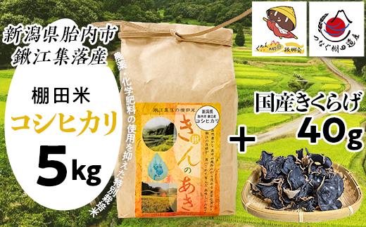 
                  国産きくらげ40g＋棚田米きんのあき5kg
                