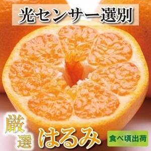 ＜2月より発送＞厳選 はるみ3kg+90g（傷み補償分）【デコポンの姉妹品種・新食感春みかん】【光センサー選別】