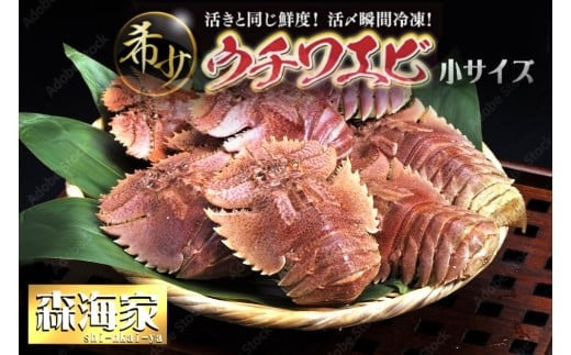 
            【ふるさと納税】ウチワエビ(小) 天然ほんまもん！ 500g(6~7匹前後) 国産 東洋町産 天然 新鮮 海鮮 刺身 焼き ボイル 四国 お取り寄せ お祝い 記念日 贈り物 送料無料 S243
          