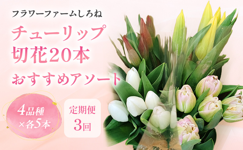 【1・2・3月定期お届け計3回】フラワーファームしろねのチ