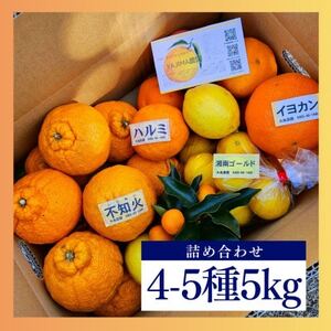 人気の不知火入り!みかん色々4-5種5kg季節の柑橘が楽しめる詰め合わせBox【先行受付】【1531520】