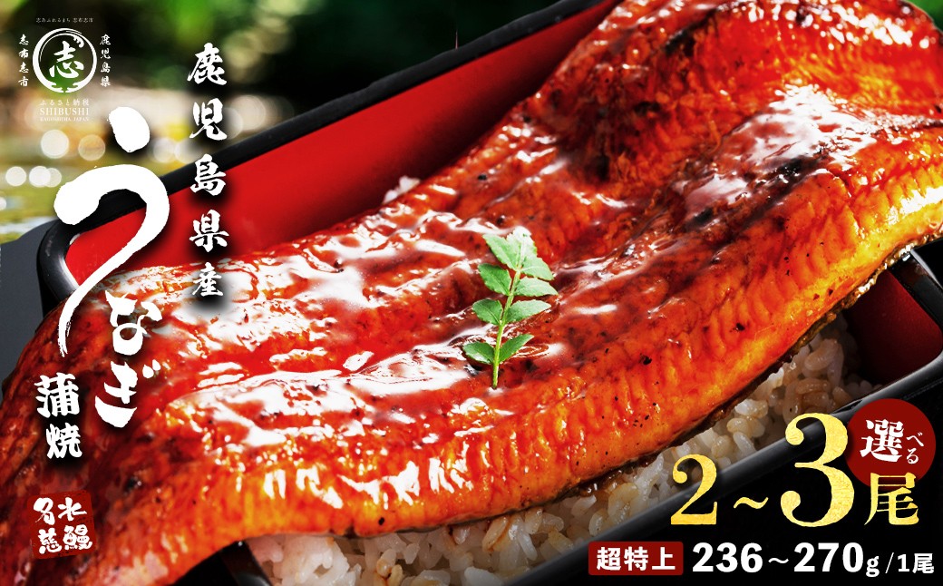 
                  【志布志市制20周年記念】【10営業日以内に発送】【内容量が選べる！】鹿児島県産うなぎ蒲焼 名水慈鰻 超特上 2～3尾 (計500g～750g以上・1尾あたり236~270g) たれ・山椒付き うなぎ 鰻 ウナギ 超特大 2尾 3尾 かばやき うな重 ひつまぶし 冷凍 国産 鹿児島
                