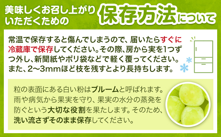 ぶどうシャインマスカット 約 1.2kg 2房 【配送不可地域あり】（北海道・沖縄・離島） 株式会社藍《9月上旬-10月下旬頃出荷》 岡山県 浅口市 岡山県産 ぶどう フルーツ 果物 くだもの マスカ