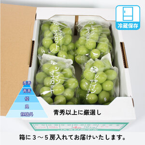 サンマルシェ 【限定100箱】熟生シャインマスカット 約2kg (3~5房入り) 青秀以上  | ｼｬｲﾝﾏｽｶｯﾄ ｼｬｲﾝﾏｽｶｯﾄ ｼｬｲﾝﾏｽｶｯﾄ【OS012】