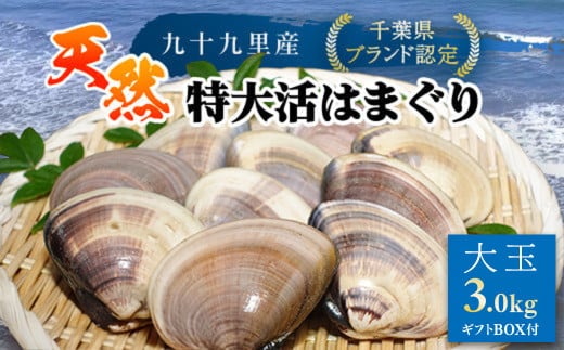 【千葉県ブランド認定】天然特大活はまぐり《3㎏》ギフトBOX付き／ふるさと納税 はまぐり ハマグリ 蛤 貝類 魚介 海鮮 お吸い物 パスタ パエリア お歳暮 贈答 お祝い 千葉県 山武市 SMBO006