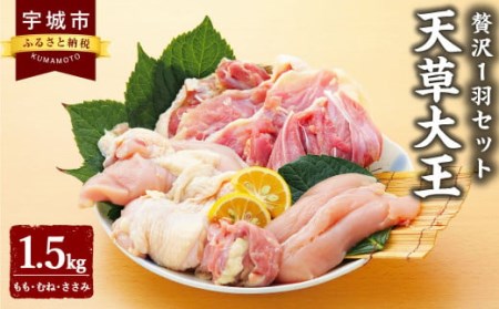 鶏肉 天草大王   (もも むね ささみ) 1.5kg×1袋  鶏 贅沢 1羽 