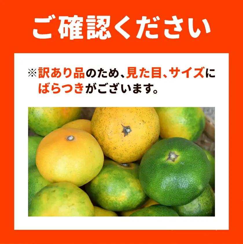 【先行予約】みかん 極早生みかん 夢っ子 10kg 