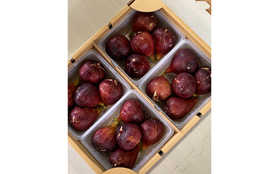 いちじく 朝採り 【2026年配送】　約4kg ／ 無花果 果物 大阪府 No.281