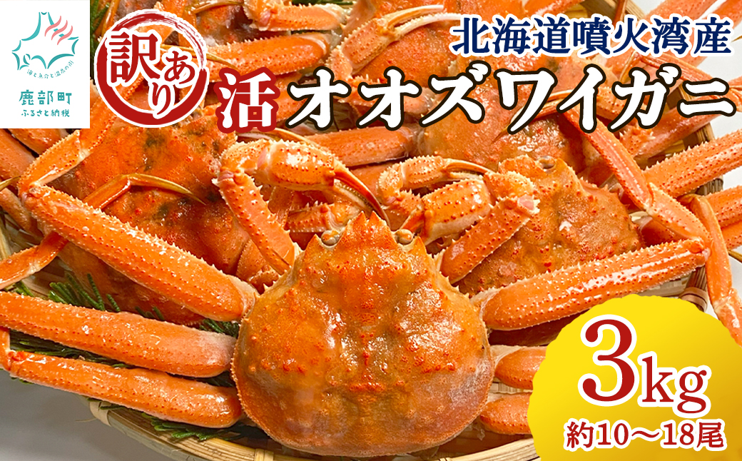 【訳あり】北海道産 活オオズワイガニ 3kg 約10～18尾 かに 蟹 ずわい蟹