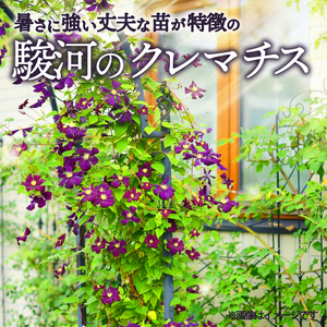 花苗 クレマチス苗 小輪咲き 4鉢 花苗 