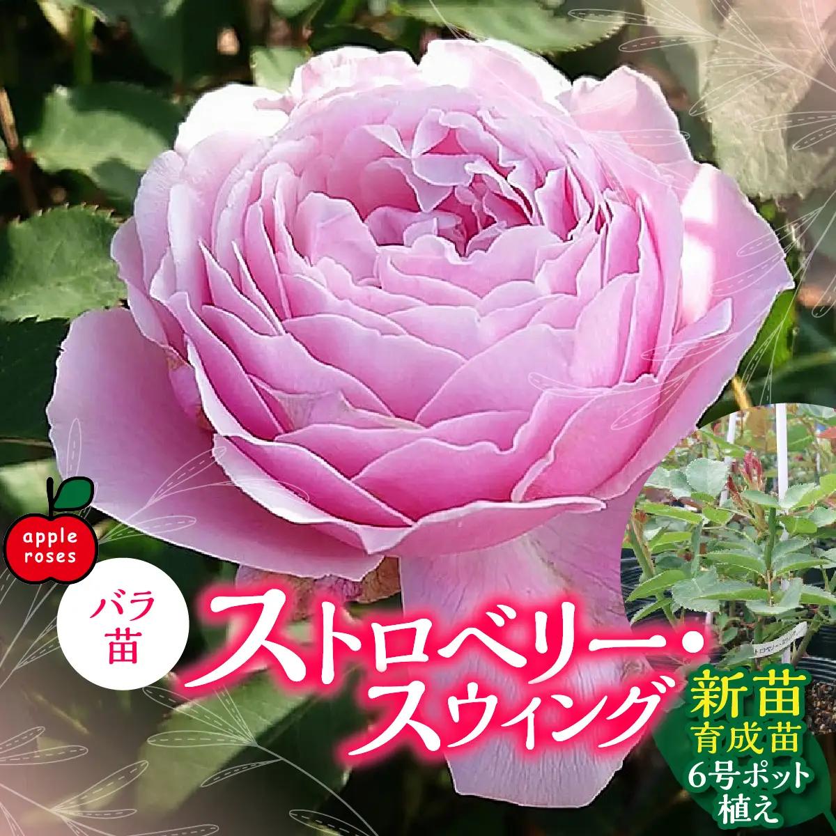 【Apple Roses】バラ苗『ストロベリー・スウィング』新苗育成苗6号ポット植え HNNH021
