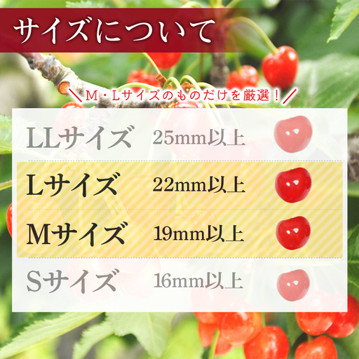 FYN6-528 ≪2026年先行予約≫山形県産 さくらんぼ 品種おまかせ(佐藤錦・紅秀峰など) 1.44kg(180g×8P) 秀 M以上 フードパック詰め 2026年6月中旬頃より発送 果物 くだ