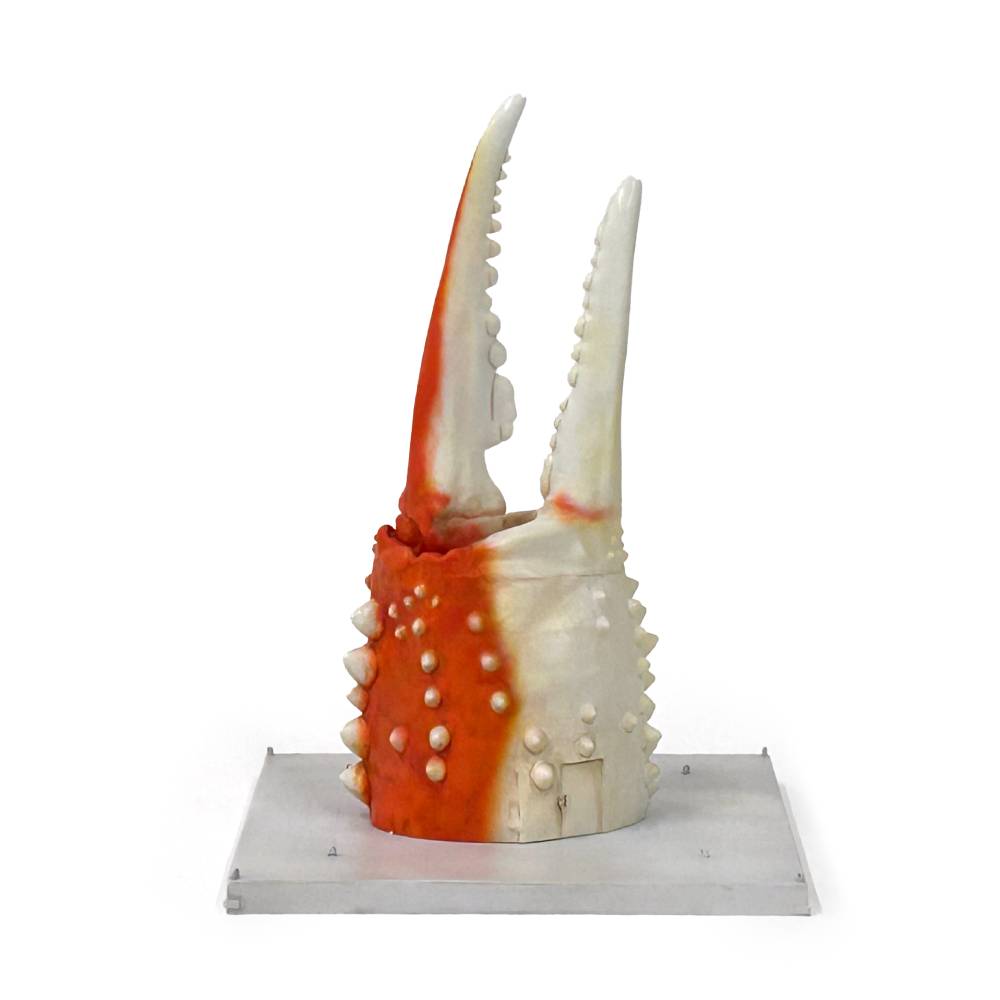 50-80 紋別 カニの爪オブジェ - 修復版, 小 -