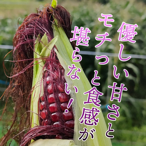 【先行予約】とうもろこし 大和ルージュ10本【数量限定】2026年9月上旬から出荷 離島配送不可  [T0018] 