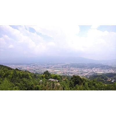 ふるさと納税 橋本市 国城観光農園の富有柿9個入り(3Lサイズ) |  | 01