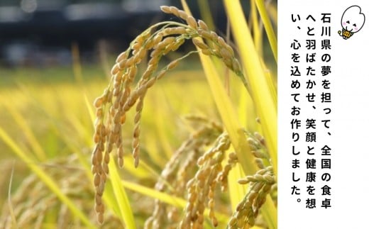 【先行予約】【定期便】令和8年産 小松産 ゆめみづほ 精米 5kg×6ヶ月（毎月） 米 お米｜石川県 小松市 ＪＡ小松市