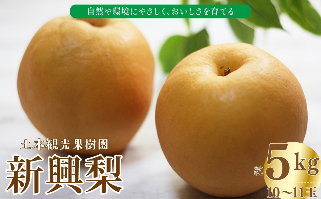 
                  【2026年10月ごろ発送予定】＜新興梨 5kg 10～11玉＞ 梨  高知県 佐川町 黒岩 土本観光果樹園 フルーツ【期間・数量限定】
                