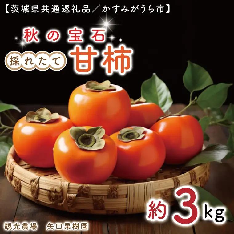 【10月より順次発送】【数量限定】秋の宝石。採れたての甘柿3kg（茨城県共通返礼品／かすみがうら市）（FW-5）