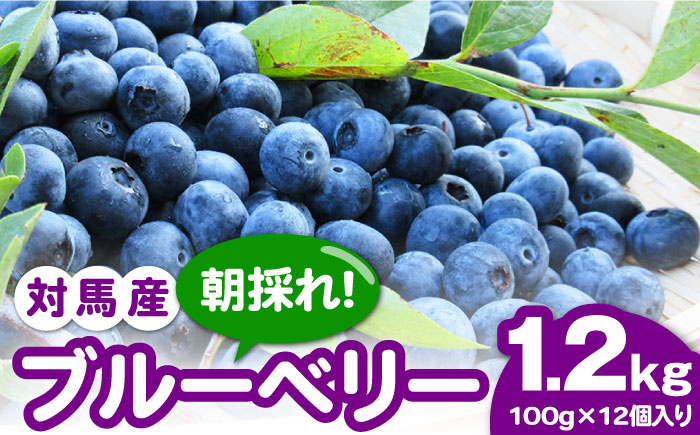 【先行予約】対馬産 朝採れ ブル－ベリ－ ( 青果 ) 1.2kg【2025年7月上旬以降順次発送】 《対馬市》【さほの里ファーム】島 フルーツ 果物 生食 新鮮 朝食 [WBG005]