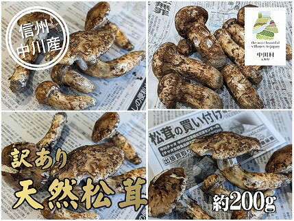 【ふるさと納税】中川村の秋の味覚　松茸（訳あり）約200g【決済確認後翌々営業日までに発送予定】[数量限定 産地直送 天然 松茸 訳あり]